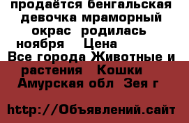 продаётся бенгальская девочка(мраморный окрас).родилась 5ноября, › Цена ­ 8 000 - Все города Животные и растения » Кошки   . Амурская обл.,Зея г.